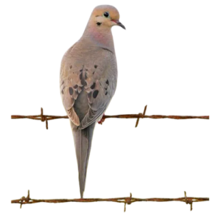 Mathers mourning dove image button 0522 300x300 1