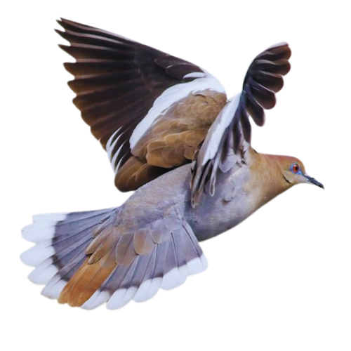 Mathers ww dove image for button 0522